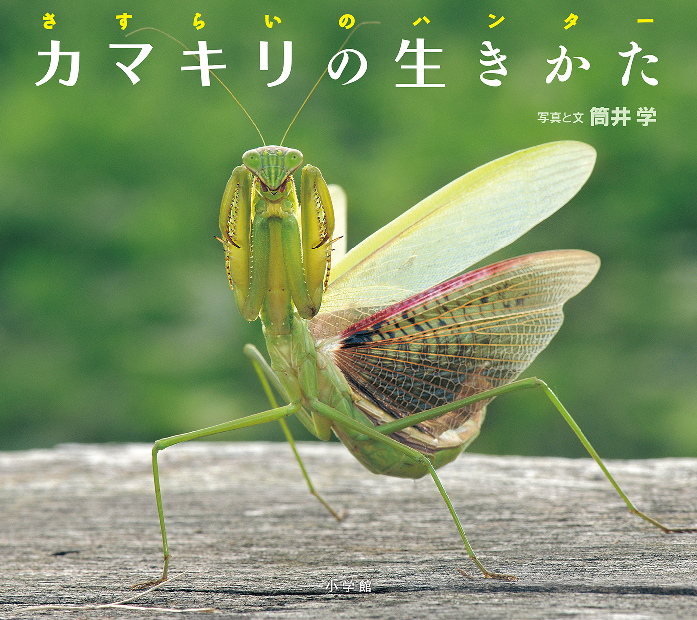 カマキリの生きかた さすらいのハンター 小学館の図鑑neoの科学絵本 筒井学 漫画 無料試し読みなら 電子書籍ストア ブックライブ