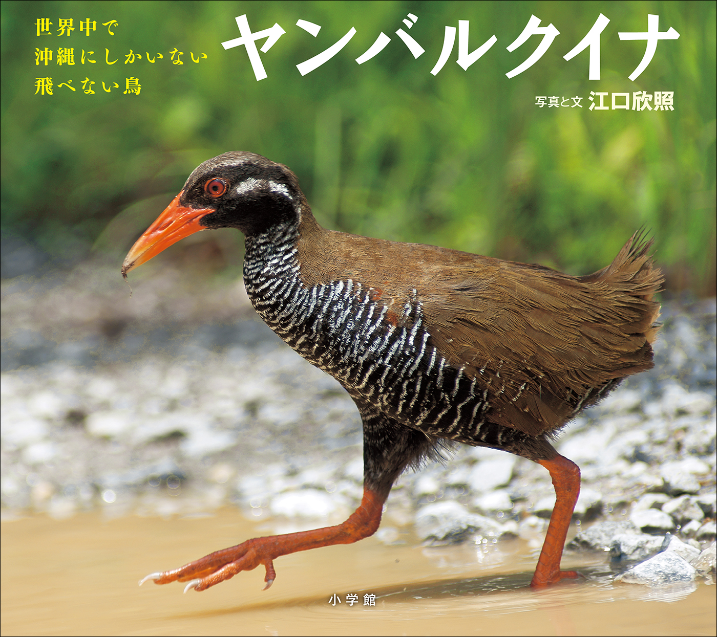 ヤンバルクイナ　～世界中で沖縄にしかいない飛べない鳥～（小学館の図鑑NEOの科学絵本） | ブックライブ