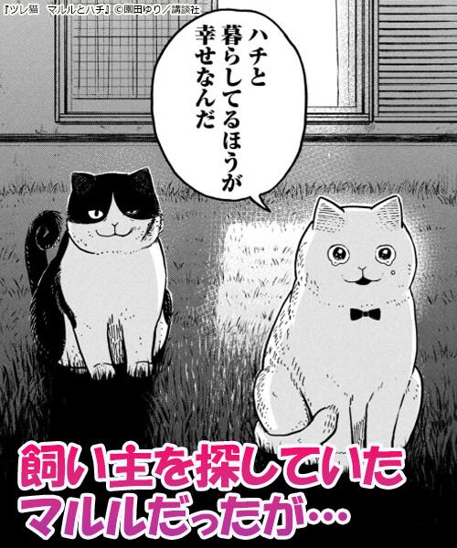 ツレ猫　マルルとハチ 試し読み